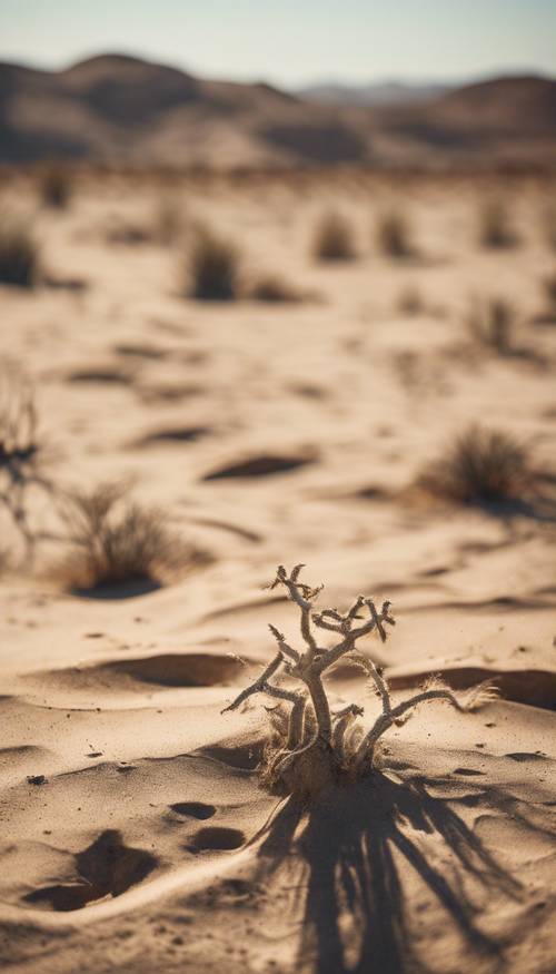 صحراء قاحلة تحت شمس منتصف النهار القاسية.