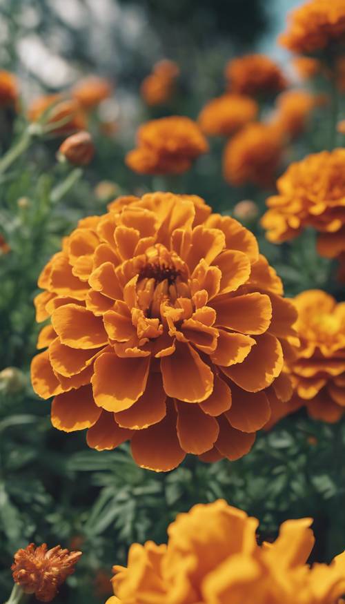 Bunga Marigold Perancis mekar di tengah taman yang subur