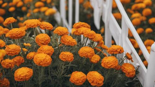 A bed of marigolds with a white picket fence in the background.