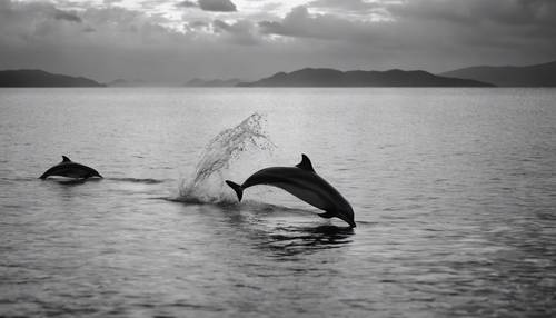 황혼 무렵 열대 바다에서 뛰어오르는 돌고래의 잊을 수 없는 흑백 이미지.