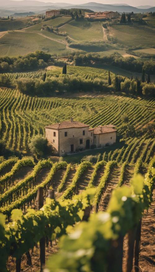 Ein malerischer Blick auf Weinberge in der Toskana, Italien, so weit das Auge reicht.