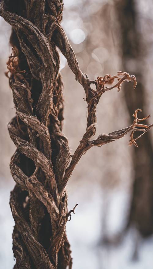A close-up of a twisted, knobbly vine devoid of foliage in winter. Wallpaper [7e87e078230141f59676]