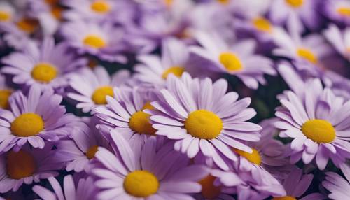 Buket bunga aster dengan kelopak warna-warni dengan latar belakang pola gigi houndstooth berwarna ungu muda. Wallpaper [2085e7f4907c4294ae50]