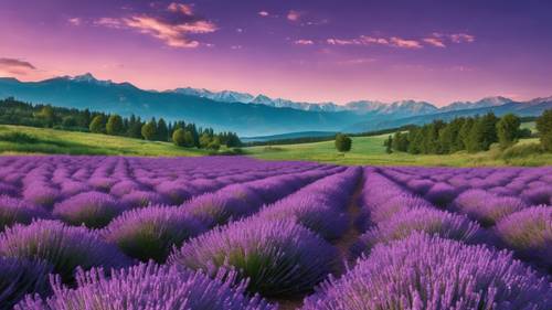 Ein Feld aus Lavendelblüten mit Bergen und einem violetten Himmel im Hintergrund.