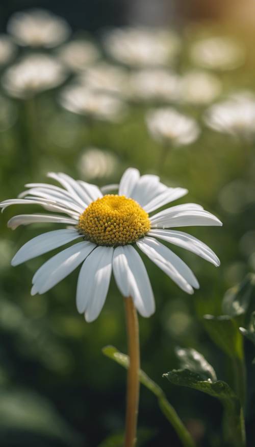Up-close shot of a white daisy in an outdoor garden with vibrant green leaves in the background.