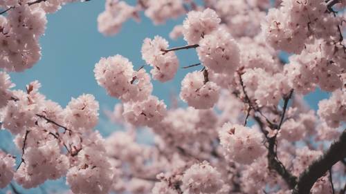 Aesthetic quotes seen in the myriad of blossoming sakura trees. Tapeta na zeď [57f03a08a9f545078c74]