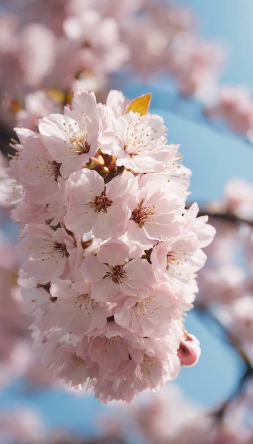 Gambar close-up bunga sakura yang sedang mekar penuh, kelopak bunganya yang berwarna merah muda halus menciptakan rona lembut di langit musim semi yang cerah.