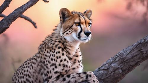 Seekor cheetah yang anggun, dengan bintik-bintik merah muda bercahaya, beristirahat dengan tenang di dahan pohon saat senja.
