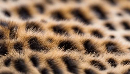 A single macro shot of cheetah’s fur showing an array of detailed spots.