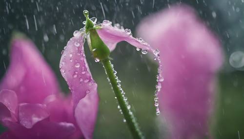 Eine Nahaufnahme einer Duftwickenblüte nach einem Regenschauer, an deren Blütenblättern noch immer Tautropfen haften.