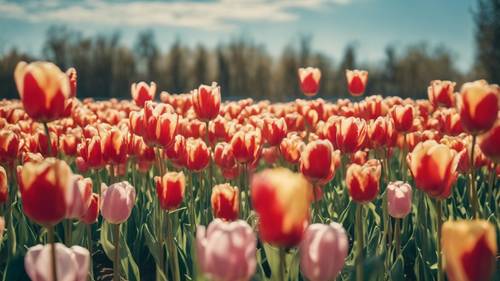 A vibrant field of tulips under a clear blue sky, the phrase 'Happiness is the natural flower of duty' carved subtly into the colors.