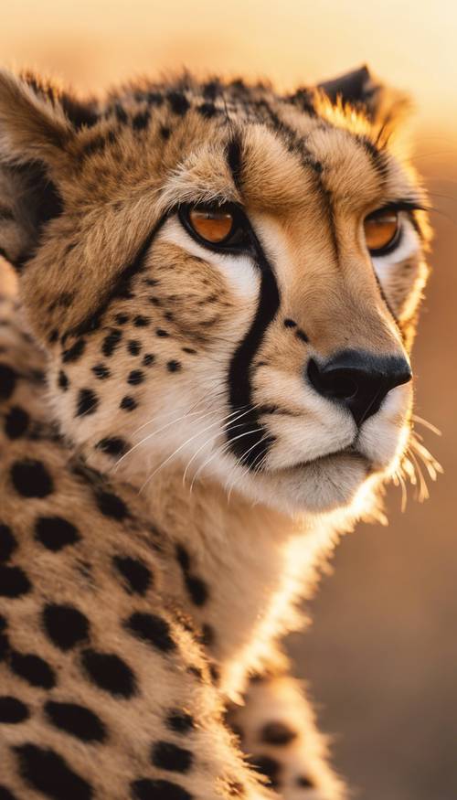 Pemandangan dinamis dari pola cheetah mulus di mana bulu cokelat berkilau dalam cahaya matahari terbenam.