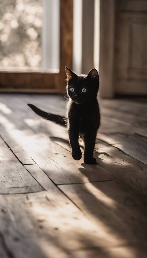 Seekor anak kucing hitam bermain-main mengejar bayangannya dengan latar belakang lantai kayu antik.
