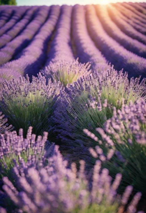 A pastoral scene of lavender fields in full bloom under a soft Provence sun. Tapet [277da742b2b3474f8705]