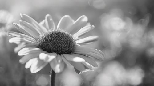 Monochrome image of a dying daisy.
