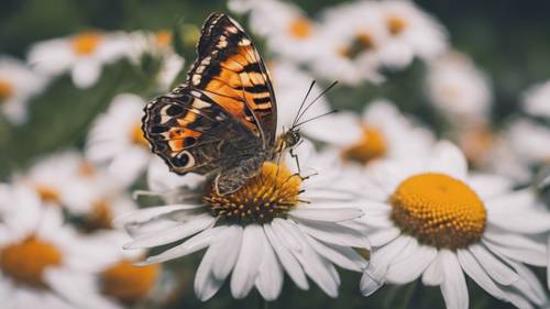 A close-up of a butterfly sitting on a blooming daisy flower.