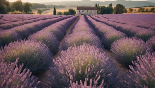 Ladang lavender yang luas dengan rumah pertanian menawan di pedesaan Prancis.