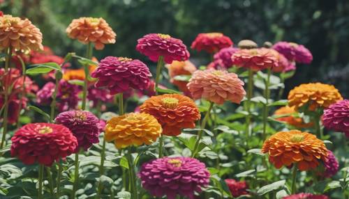 Zinnias blooming in a famous botanical garden.