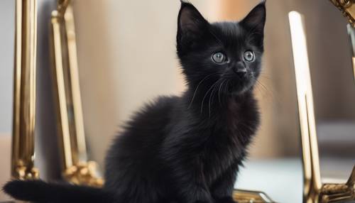 Un chaton noir à la fourrure de velours, regardant avec curiosité son reflet dans un miroir.
