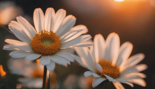 Ein weißes Gänseblümchen, aufgenommen bei Sonnenuntergang, dessen Blütenblätter in einem warmen orangefarbenen Schein erstrahlen.