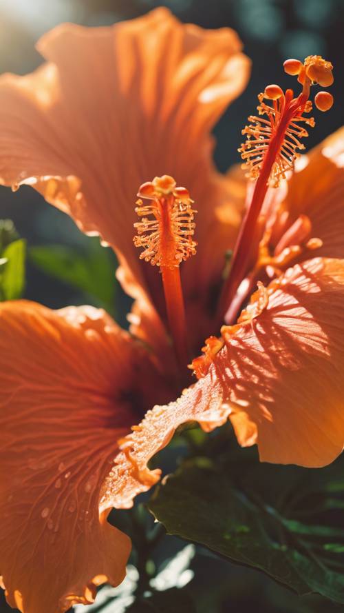 Żywy pomarańczowy kwiat hibiskusa kwitnący w ciepłym popołudniowym słońcu.