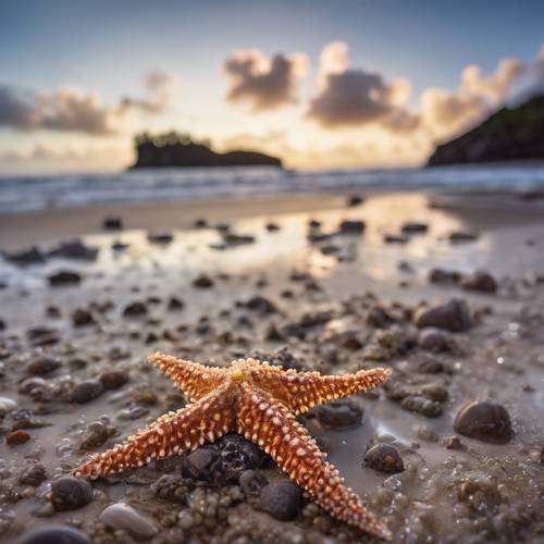 A serene Hawaiian beach at low tide, revealing a vibrant tide pool inhabited by starfish and tiny fish.