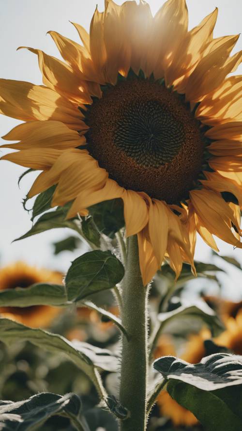 Nahaufnahme einer leuchtenden Sonnenblume allein, mit detaillierten Blütenblättern und einer dunklen, strukturierten Mitte.