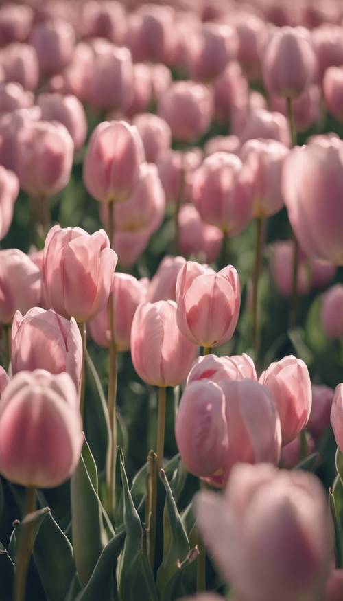 Un campo pieno di tulipani rosa pastello che ondeggiano dolcemente nella brezza.