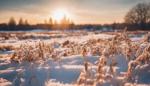 Piękny zimowy zachód słońca rozprzestrzeniający złote odcienie na zaśnieżonym polu.