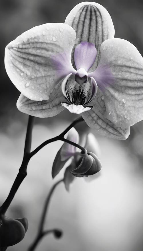 Une orchidée tropicale exotique en vue rapprochée, représentée uniquement dans des tons de gris.