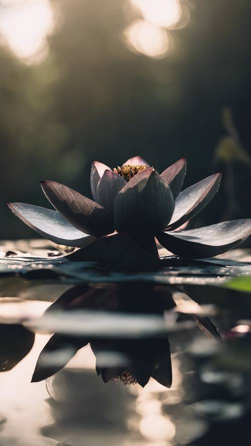 A close-up of a stunningly beautiful black lotus flower, floating serenely in a tranquil pond.