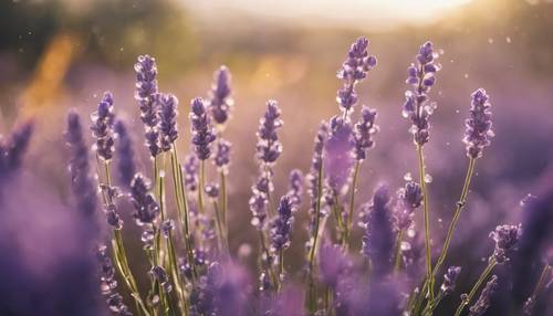 A group of vibrant lavender flowers draped with dewdrops in the soft morning light. Шпалери [41a79afbc2c64632ba11]