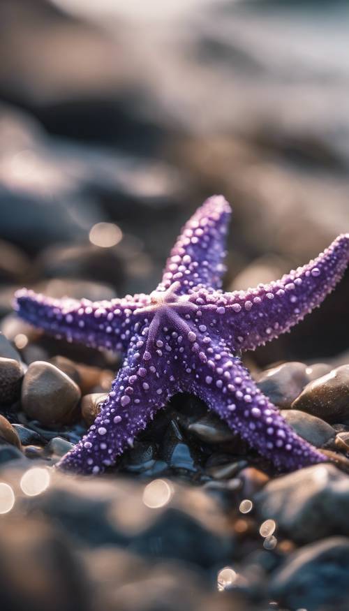 Tampilan jarak dekat dari bintang laut ungu di garis pantai berbatu saat air surut.