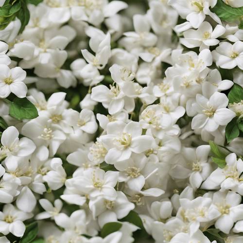 Beyaz yasemin çiçekleri ile oluşturulmuş karmaşık bir çiçek deseni.