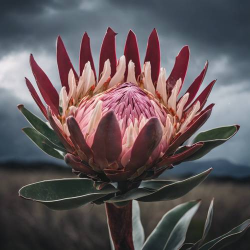 Un unico fiore di protea contro un drammatico cielo tempestoso.
