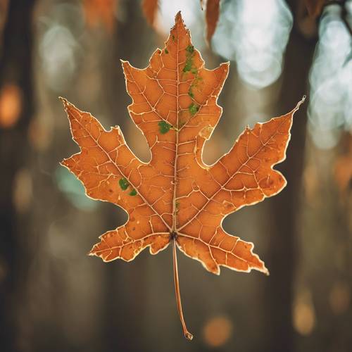 A detailed image of an orange maple leaf with spotted edges and areas of green.
