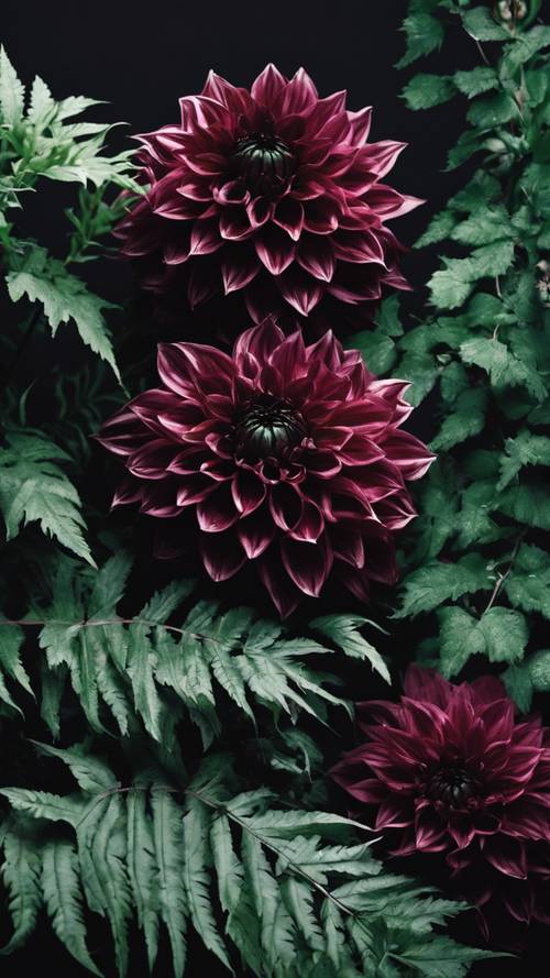 Dark green ferns and maroon dahlias nestled intimately against a jet-black background.
