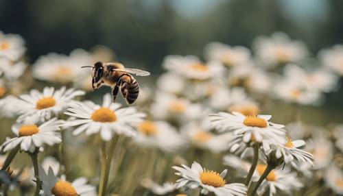 An aesthetically pleasing side view of a bee hovering over a field of daisies.