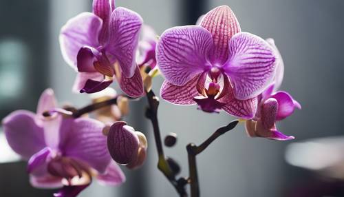 Una imagen delicada de orquídeas rosadas y moradas con un fondo suave y borroso.