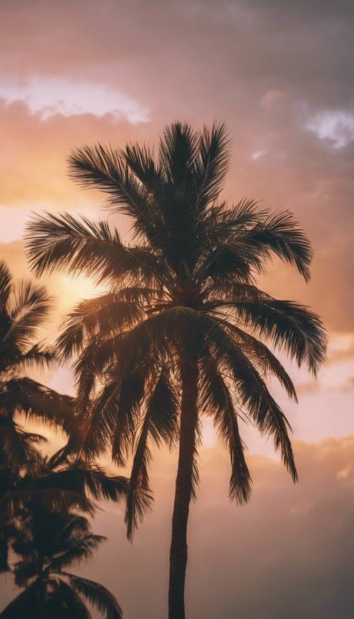 Close de uma palmeira com um pôr do sol tropical ao fundo.