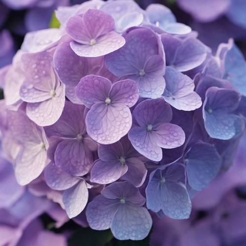 Una flor de hortensia en flor, cuyos pétalos pasan de una capa exterior de color azul real a un púrpura más claro en el centro.