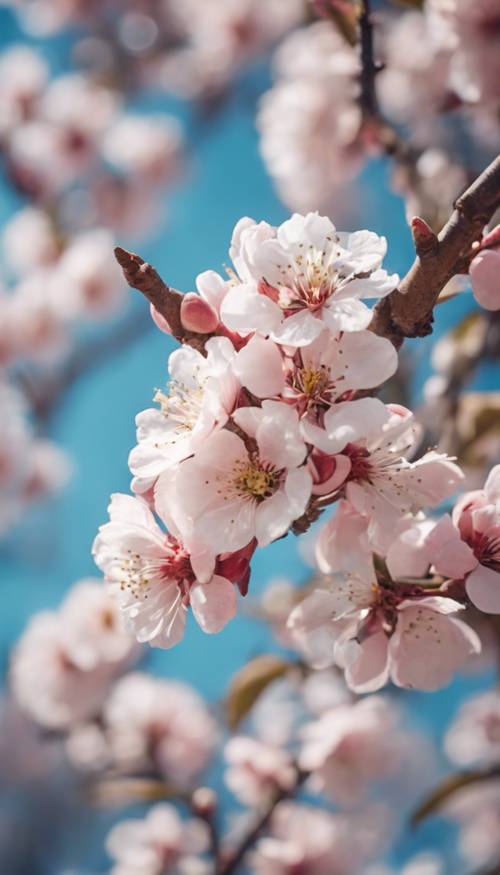 Pohon persik segar mekar penuh dengan bunga putih merah muda di bawah langit biru cerah.