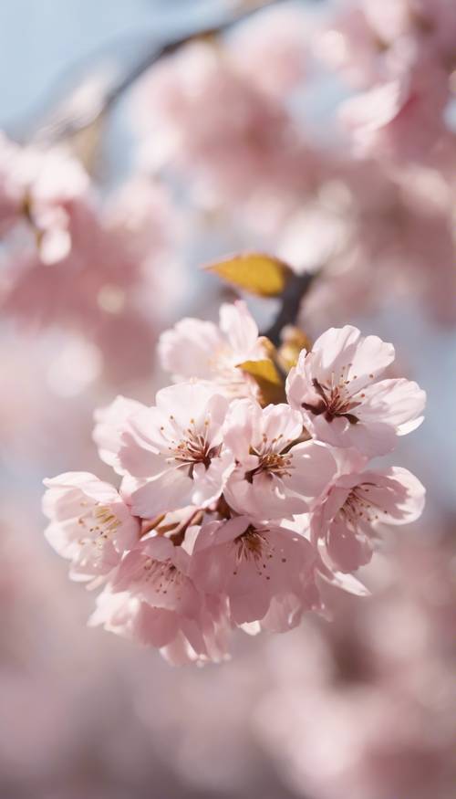 Hamparan bunga sakura berwarna merah muda lembut berjatuhan lembut tertiup angin, membentuk pola bunga yang elegan.
