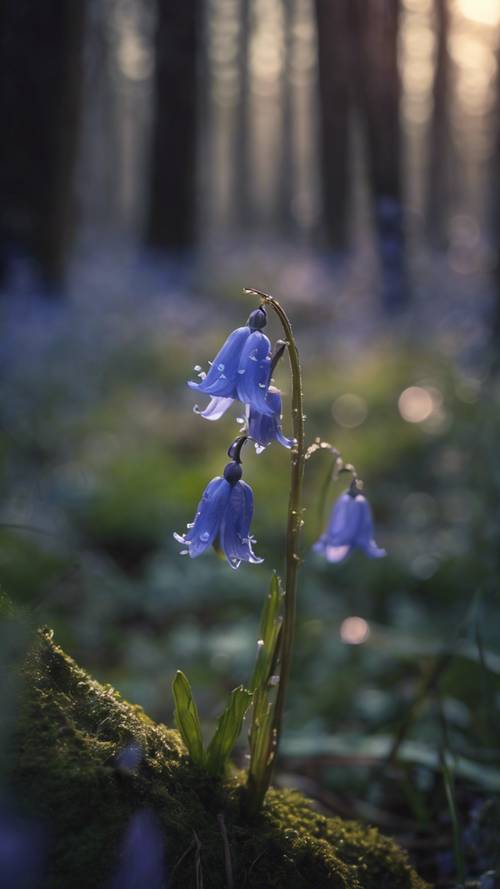 Bunga bluebell yang sepi mekar di awal hutan mistik saat senja.