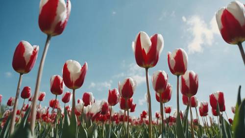 An open field covered with red and white tulips, a spring breeze causing the flowers to sway gently under the blue sky.