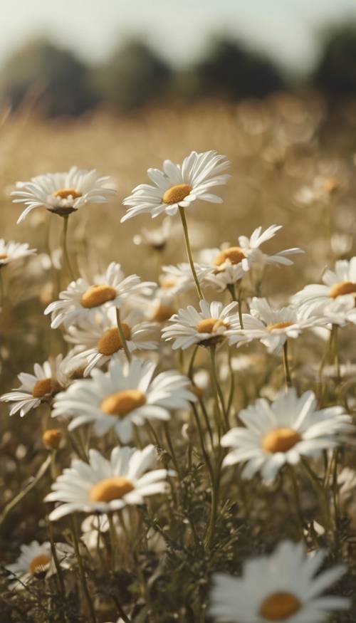 A dreamy landscape with cream-colored daisies blooming under a pale afternoon sun.