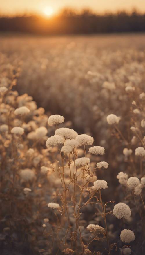 A scene of a beige flower field under the golden sunset. ផ្ទាំង​រូបភាព [640f7e1a80a04cc1899a]