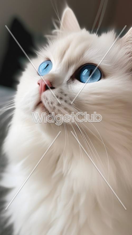 Gros plan de chat blanc aux yeux bleus