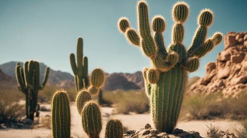 Um cacto soldado com vários braços erguendo-se sob o sol escaldante do deserto.