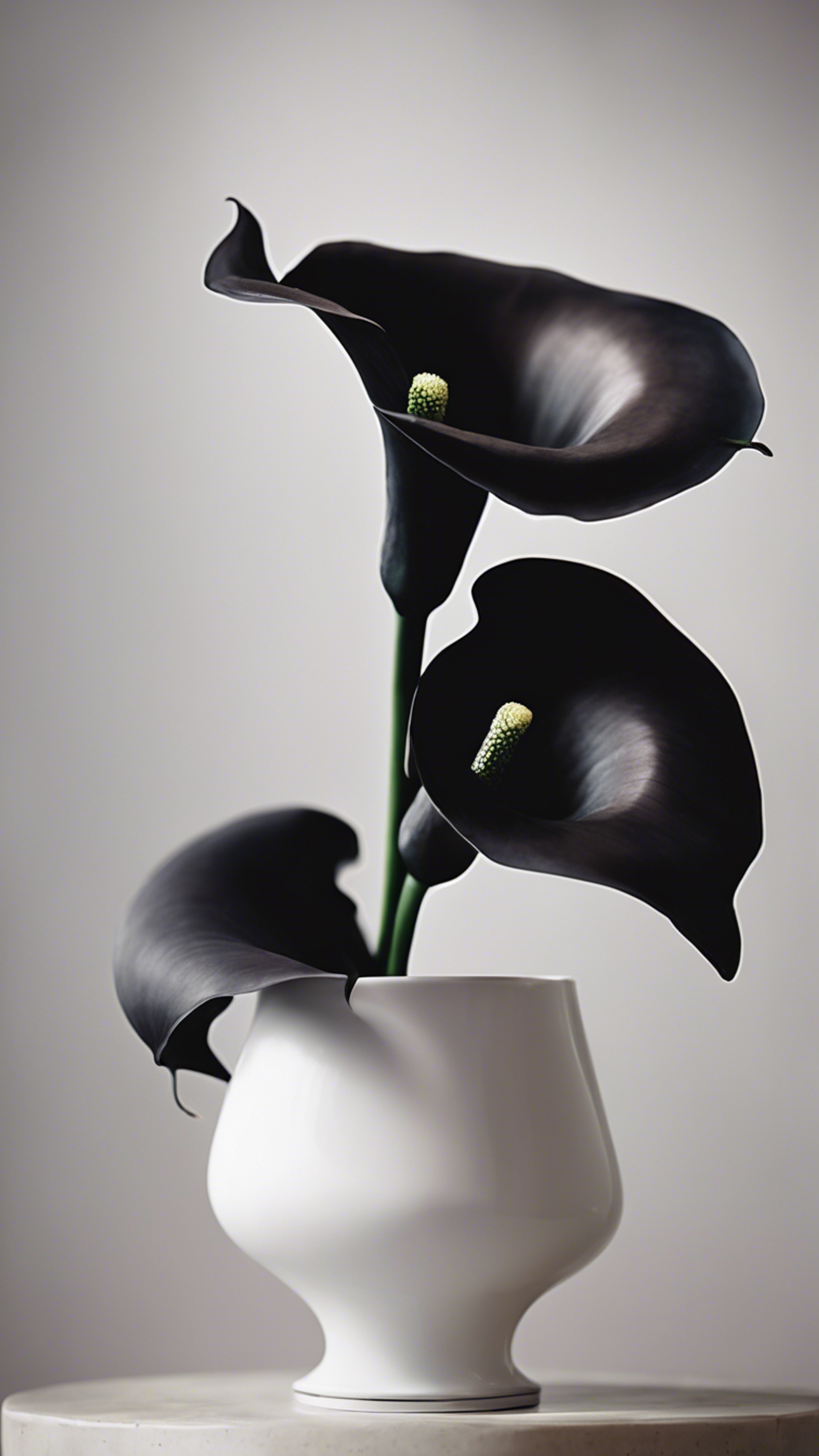 A breathtaking centerpiece featuring a black calla lily in a modern white vase. 牆紙[9d5d01b6790e4db4a8d5]